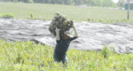People in the pineapple capital of Thanh Hoa "stand the sun" urgently harvesting. Photo: Quach Du
