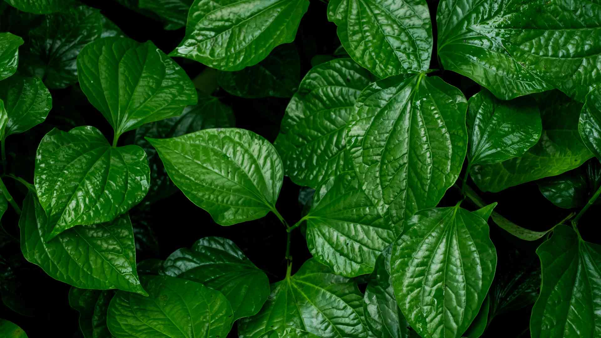 Betel leaves support liver detoxification if used correctly. Photo: Nguyen Ly