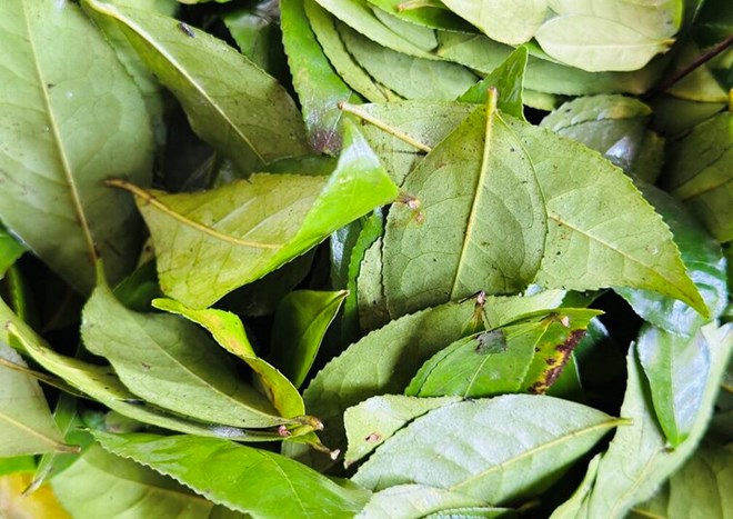 Drinks from green tea can help reduce blood fat. Photo: Thuy Duong.