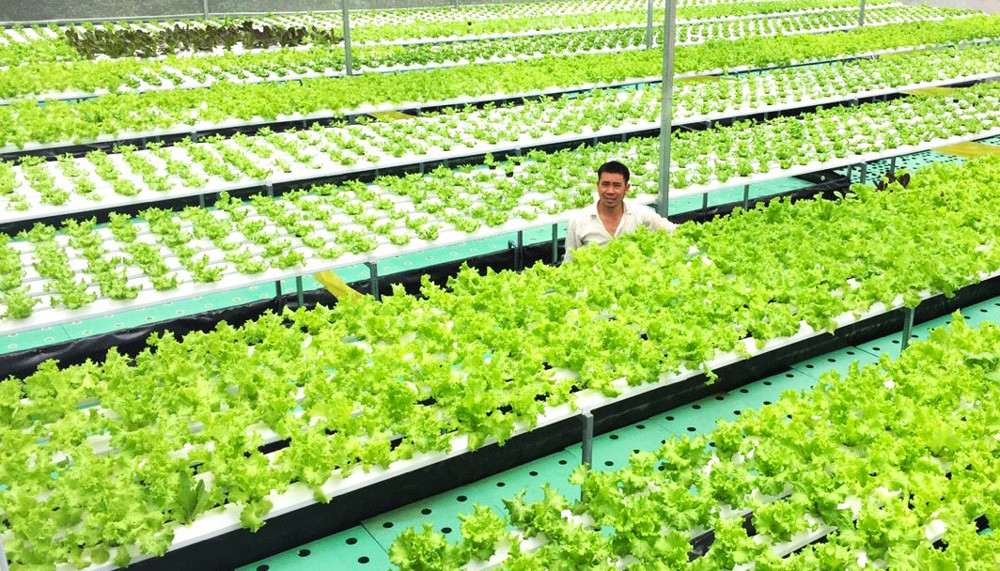 High-tech vegetable and flower production is one of the strengths of the agricultural sector of Lam Dong province. Photo: Phuc Khanh