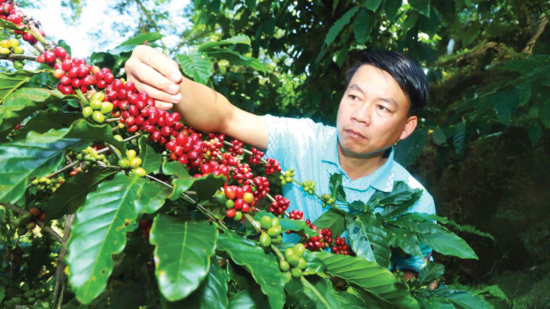 Lâm Đồng hiện là địa phương có diện tích cà phê lớn nhất cả nước. Ảnh: Phúc Khánh