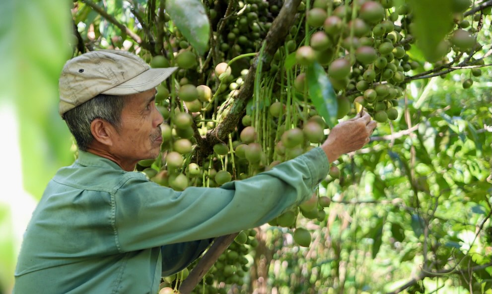 Old farmers grow fairy mulberries in Hue both for sale and to serve tourists. Photo: Hong Quan
