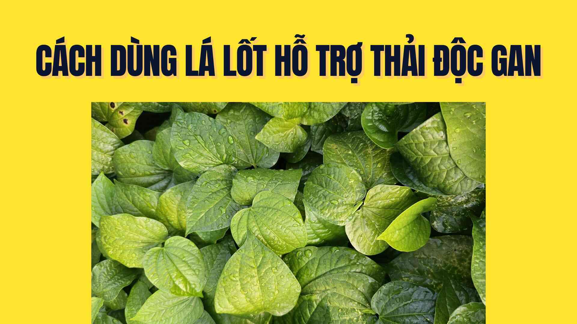 Supports liver detoxification thanks to effective and safe betel leaves at home. Graphics: Tra My