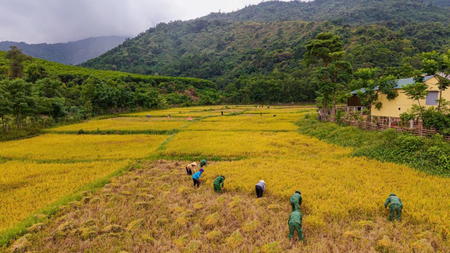 The golden seasons at the border are the result of the persistent companionship of the Border Guard force and ethnic minorities in developing production and stabilizing life. Photo: Thanh Trung