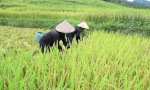 People in western Thanh Hoa province are rushing to harvest the golden season. Photo: Quach Du