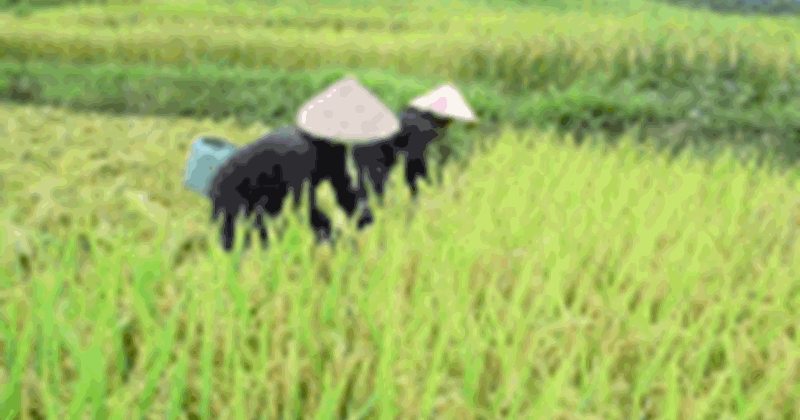 Dân Thanh Hóa thu hoạch lúa vụ mùa