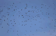 A flock of rare birds, hundreds of them, swoop down into the fields of Quang Tri to forage. Photo: Han Nguyen