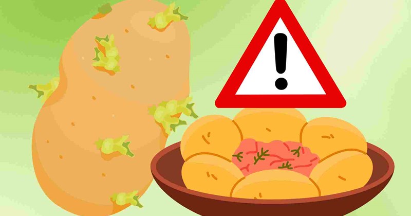 Ăn khoai tây mọc mầm được không?