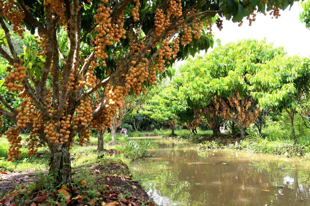 Du khách trải nghiệm hái dâu. Ảnh: Tạ Quang
