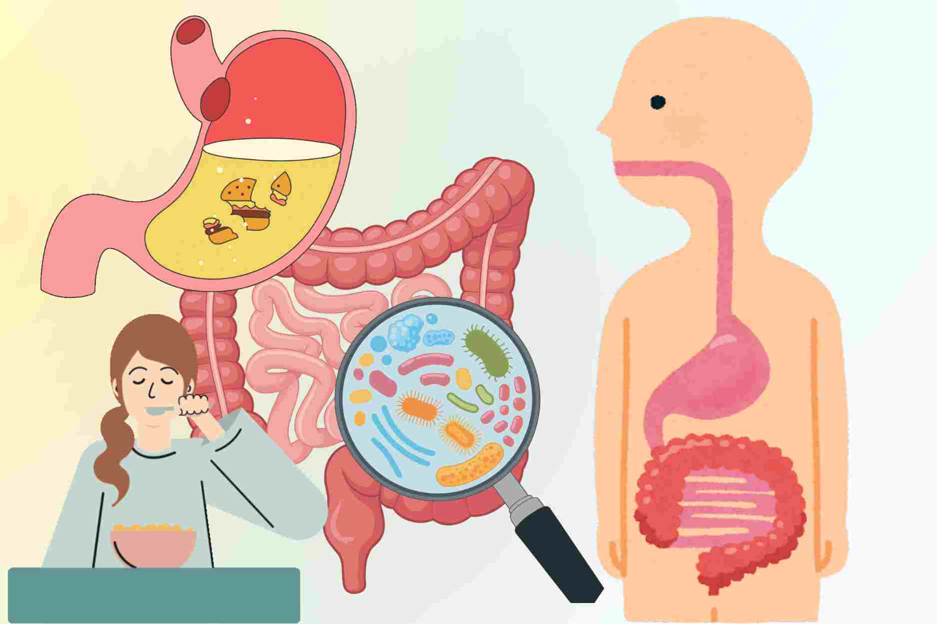 Why does the digestive system have slow days