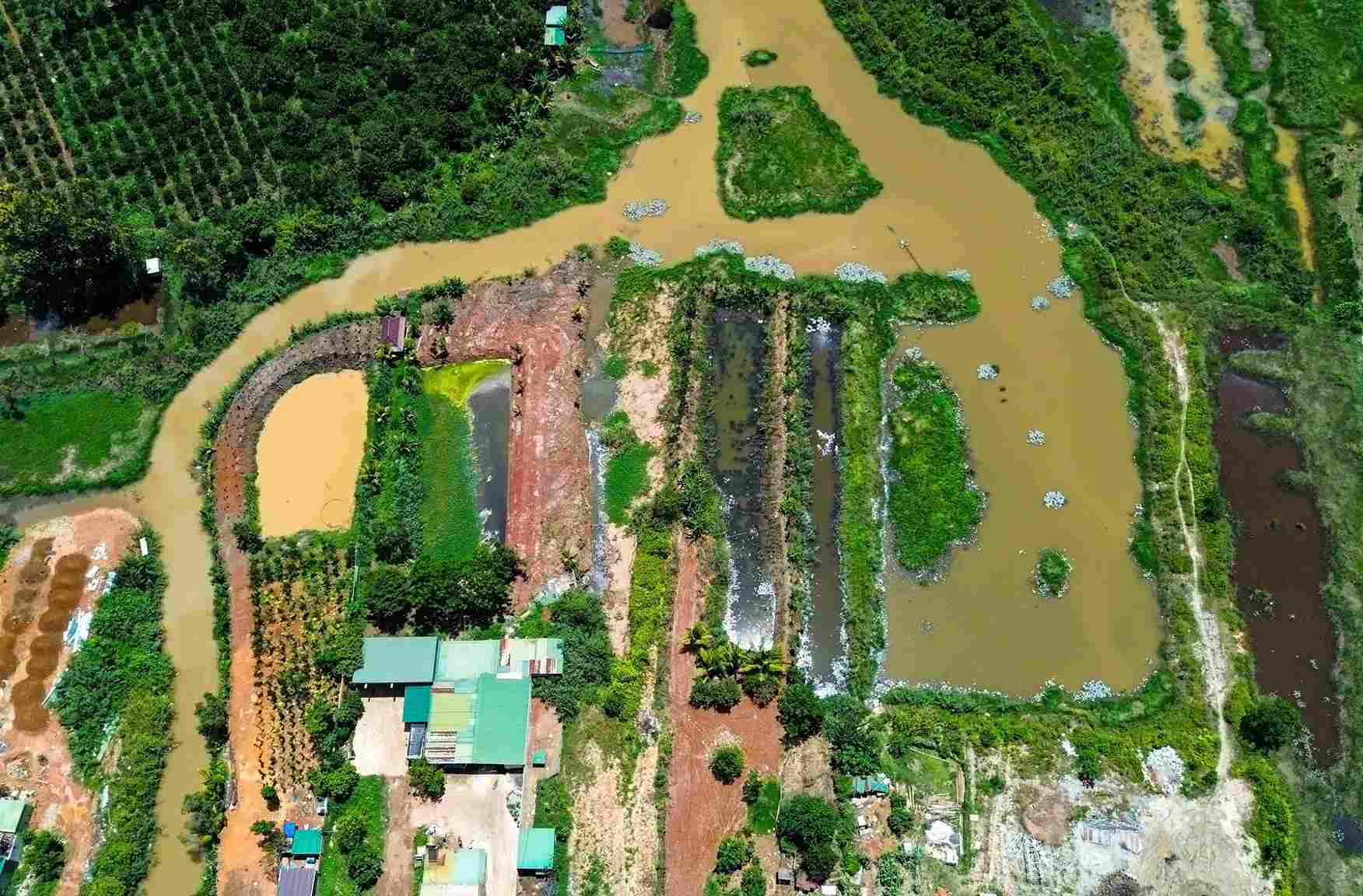 Pig gathering point in a residential area in Quang Son commune causing environmental pollution. Photo: Phuc Khanh