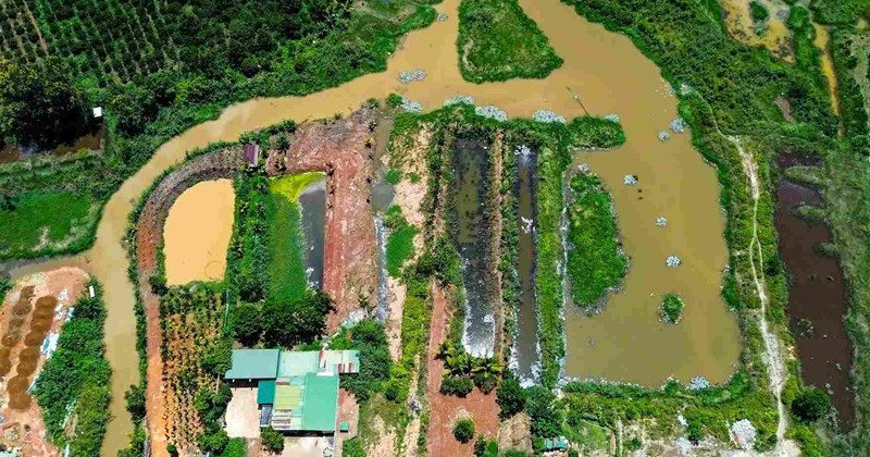 Ô nhiễm kéo dài từ điểm tập kết heo tại khu dân cư Lâm Đồng