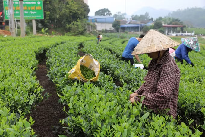 Thái Nguyên đẩy mạnh số hóa để giữ vững “đệ nhất danh trà”