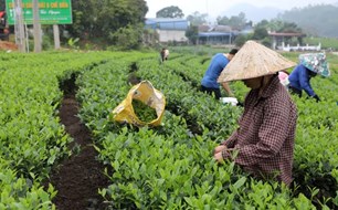 Thái Nguyên đẩy mạnh số hóa để giữ vững “đệ nhất danh trà”