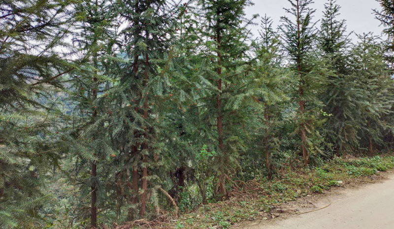 Tuyen Quang is about to auction off more than 1,000m3 of pine and sa moc wood. Photo: Chien Hoang