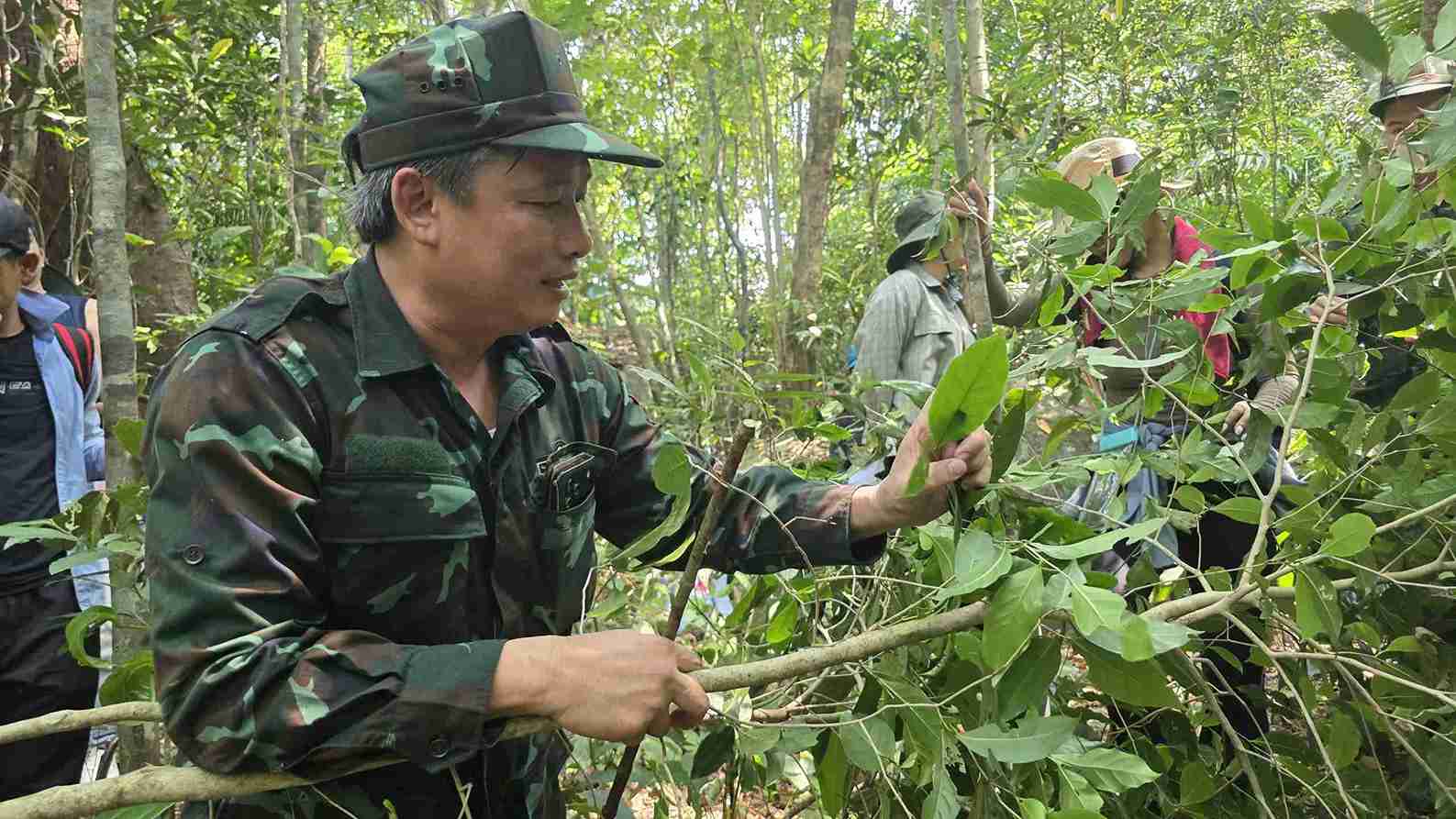 Hàng nghìn cây trà xanh trăm tuổi sinh trưởng tự nhiên giữa rừng Đắk Lắk
