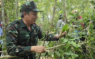 Hàng nghìn cây trà xanh trăm tuổi sinh trưởng tự nhiên giữa rừng Đắk Lắk