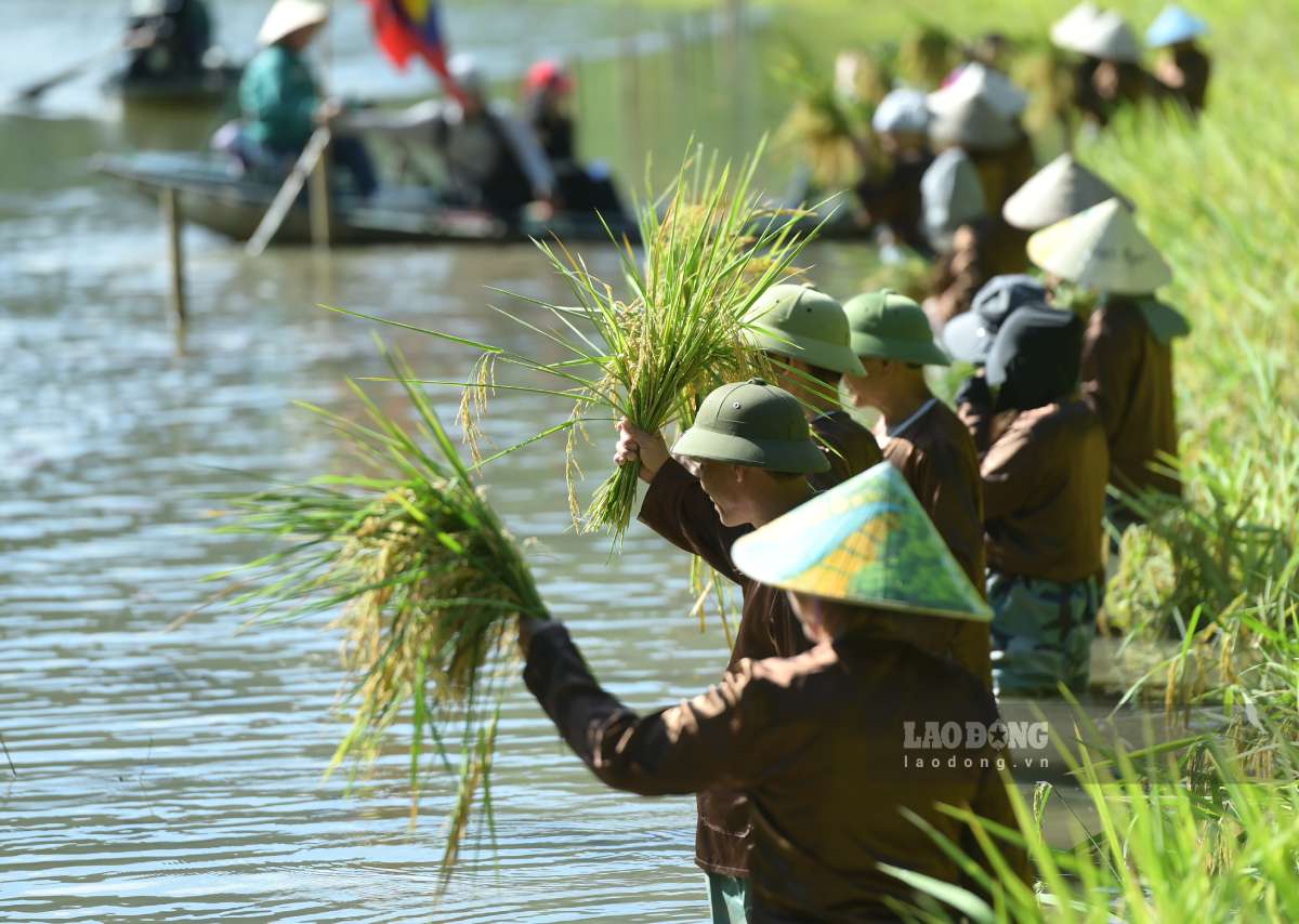 Người dân Tam Cốc phấn khởi xuống đồng gặt lúa với mong ước một vụ mùa bội thu, mưa thuận gió hòa. Ảnh: Hà Vi