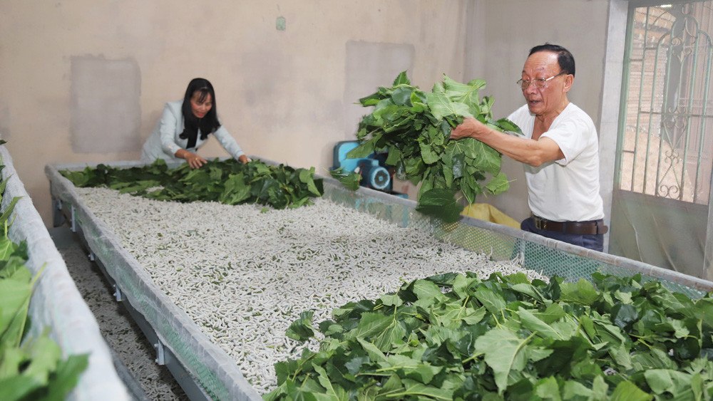 Với công nghệ hiện đại, nghề trồng dâu nuôi tăm đang mang lại nguồn thu nhập cao cho người dân Lâm Đồng. Ảnh: Phúc Khánh