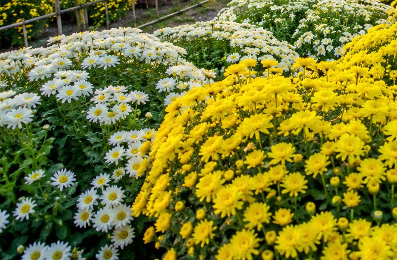 Chrysanthemums help support liver detoxification. Graphics: Vy Vy