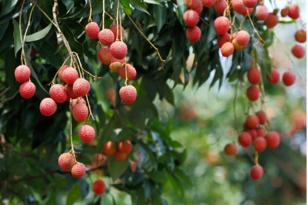 Listing foods that should absolutely not be eaten with lychees