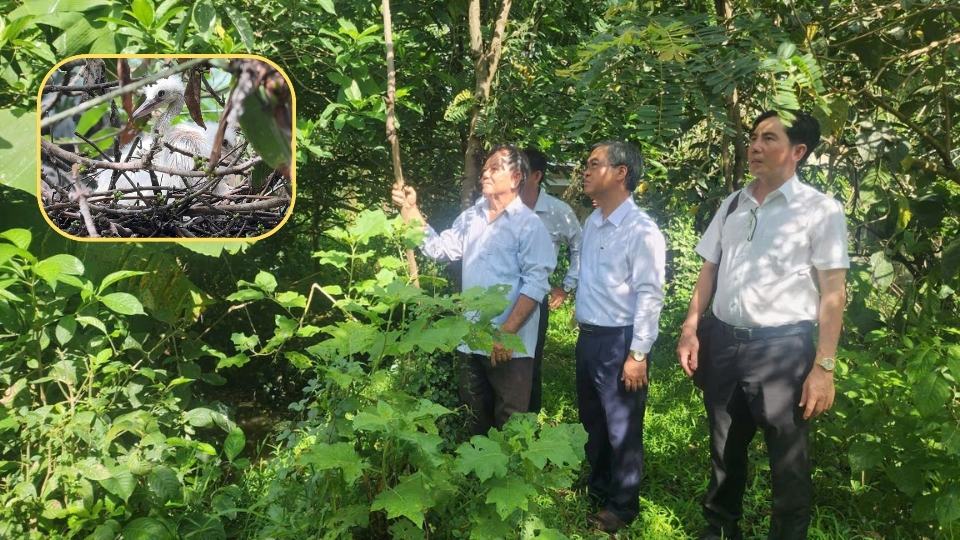 Mr. Chau Van Hoa - Vice Chairman of Vinh Long Provincial People's Committee surveys the reality at Hai Chia Bird Garden, Tra Con commune. Photo: Hoang Loc