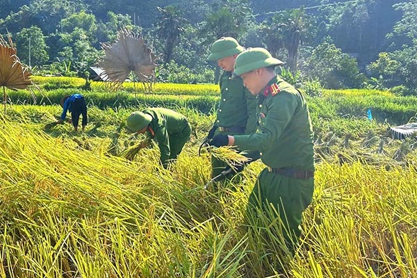 Công an giúp nhân dân thu hoạch lúa mùa và nông sản