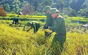 Công an giúp nhân dân thu hoạch lúa mùa và nông sản