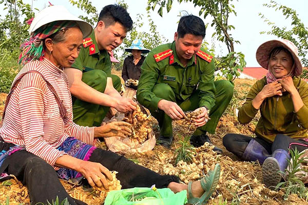 Cán bộ, chiến sĩ Công an xã Xín Mần (Tuyên Quang) giúp các hộ gia đình thu hoạch gừng. Ảnh: TTXVN