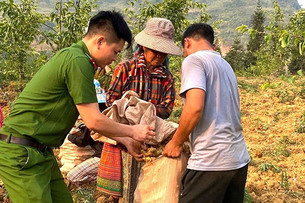 Cán bộ, chiến sĩ Công an xã Xín Mần (Tuyên Quang) hỗ trợ người dân thu hoạch, đóng bao gừng đến vụ. Ảnh: TTXVN