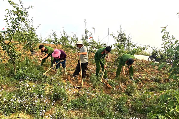 Cán bộ, chiến sĩ Công an xã Xín Mần (Tuyên Quang) hỗ trợ người dân chăm sóc, thu hoạch gừng. Ảnh: TTXVN