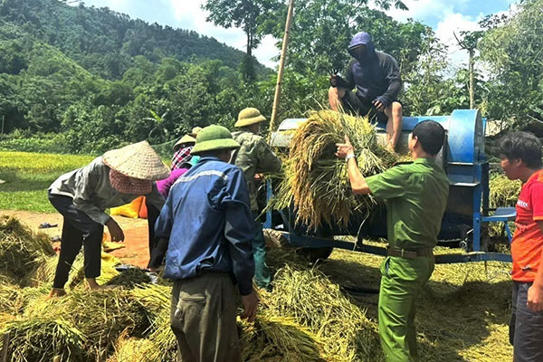 Công an xã Đồng Tâm (Tuyên Quang) hỗ trợ nhân dân thu hoạch lúa chín. Ảnh: TTXVN