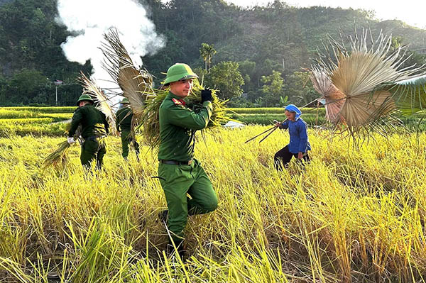 Công an xã Lâm Bình (Tuyên Quang) hỗ trợ gia đình anh Nguyễn Văn Cán (là con liệt sĩ tại thôn Nà Khà) thu hoạch lúa mùa. Ảnh: TTXVN
