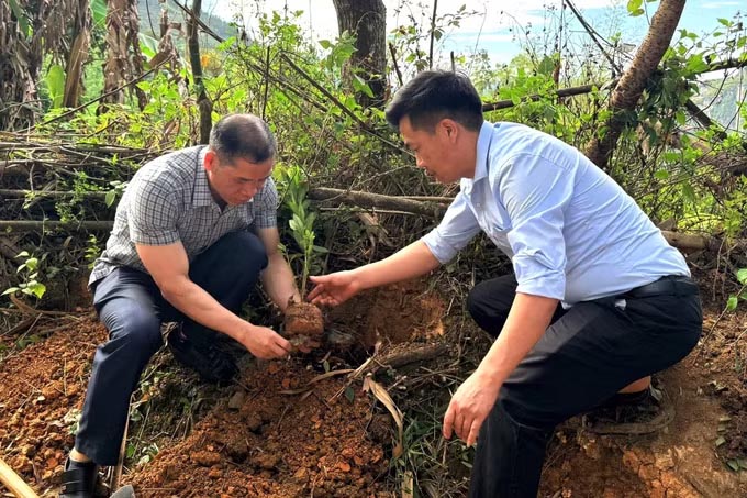   Lãnh đạo xã Lũng Cú tham gia trồng cây, xây dựng “Tuyến đường hoa” hướng tới kiến tạo thôn du lịch cộng đồng xanh, sạch, đẹp. Ảnh: Việt Anh/TTXVN