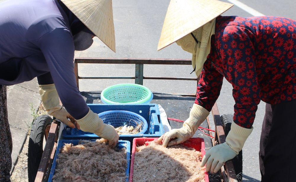 Drying sea shrimp paste under the hot sun "burns skin and flesh". Photo: Nguyen Luan