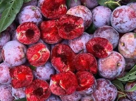 Plums - a fruit that is in season is said to be able to effectively support body cooling on hot sunny days. Photo: Kieu Vu