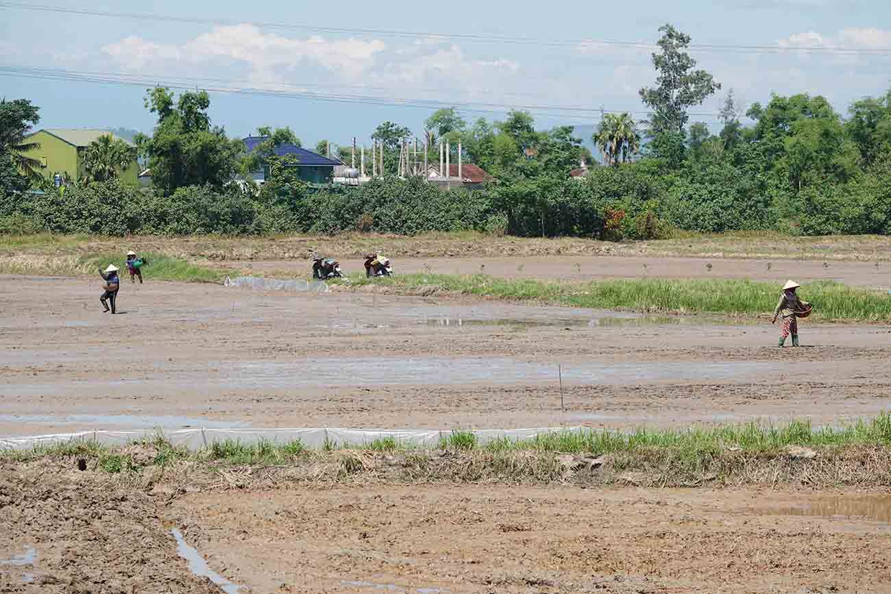 Người dân gồng mình chống chọi với nắng nóng trên đồng ruộng. Ảnh: Trần Tuấn.