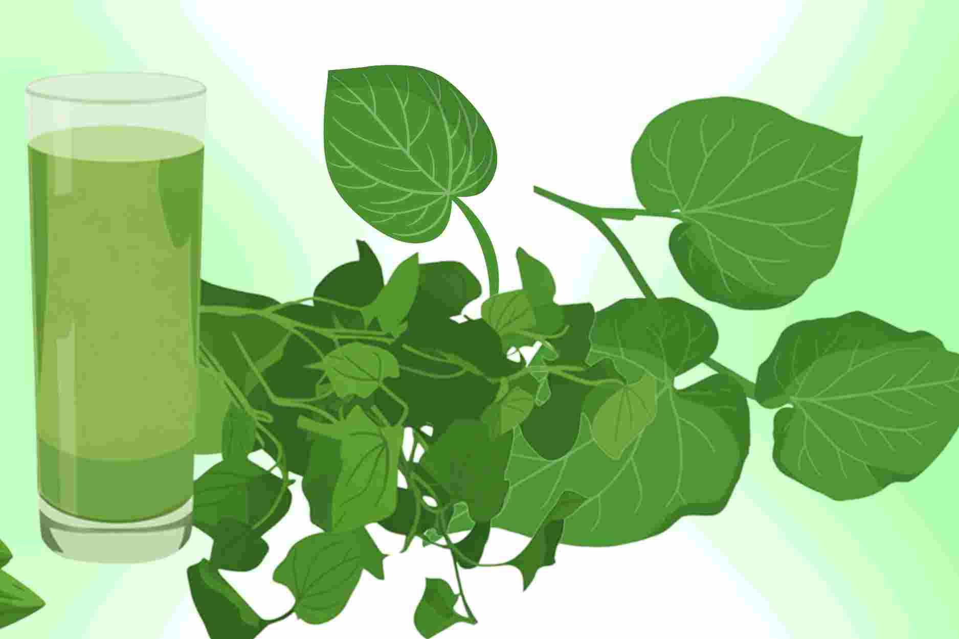2 ways to combine fish lettuce to help cool down, easy to drink on hot sunny days