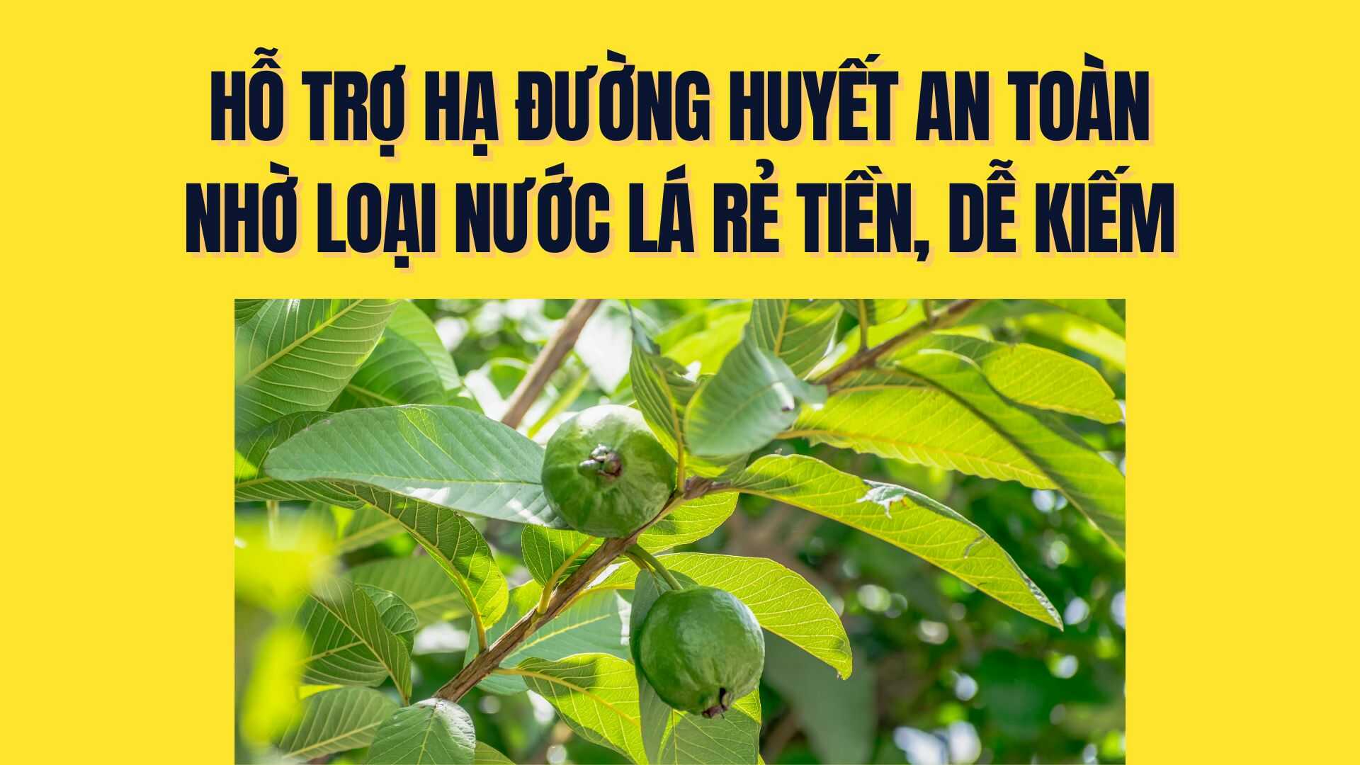 Safe blood sugar lowering support thanks to cheap, easy-to-find leaf water. Graphics: Tra My