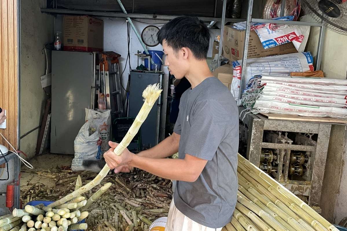 Anh Hổ chặt phần cây mía bị sâu, hỏng, giữ lại phần chất lượng ổn định nhất. Ảnh: Thanh Bình