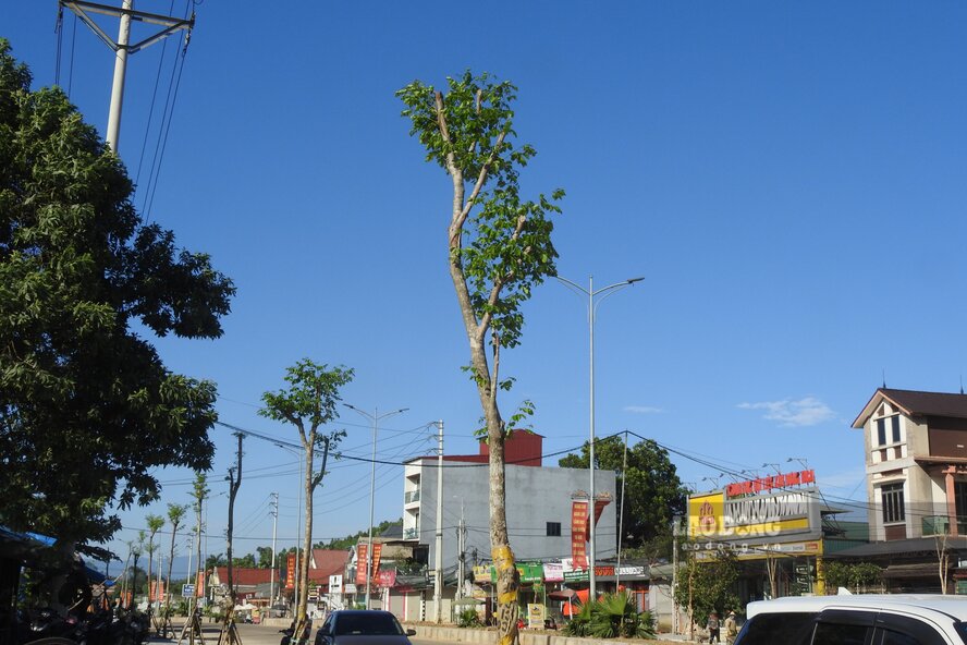 Toàn bộ cây xanh đã được trồng mới. Ảnh: Tô Công