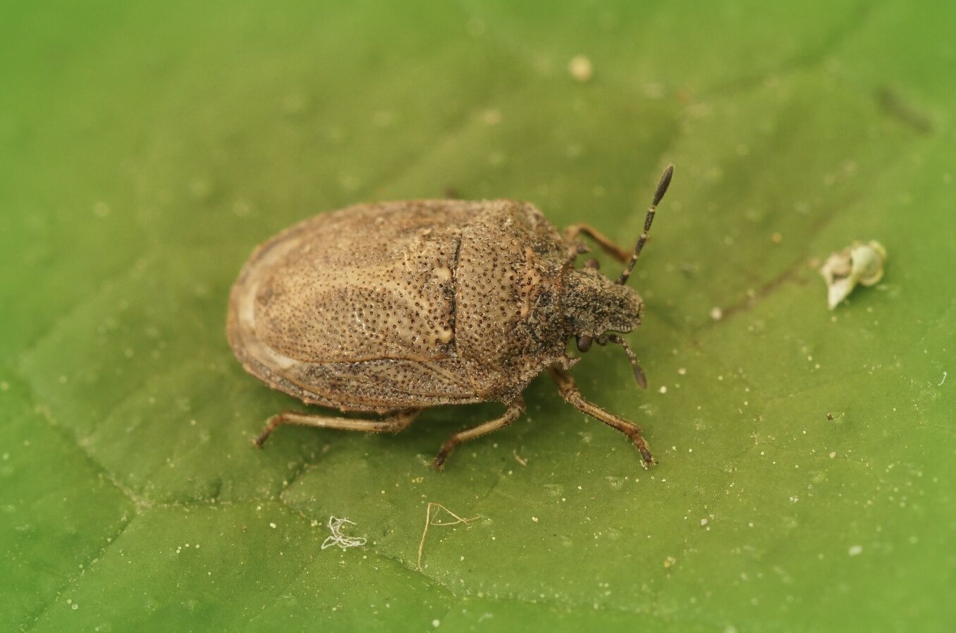 Bad breath bugs often appear when the season changes, causing unpleasant odors. Photo: Thuy Duong