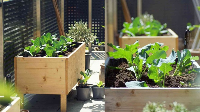 Small balconies can still become relaxing green corners if you know how to choose suitable trees, take advantage of light and arrange them reasonably. Photo: Ha May