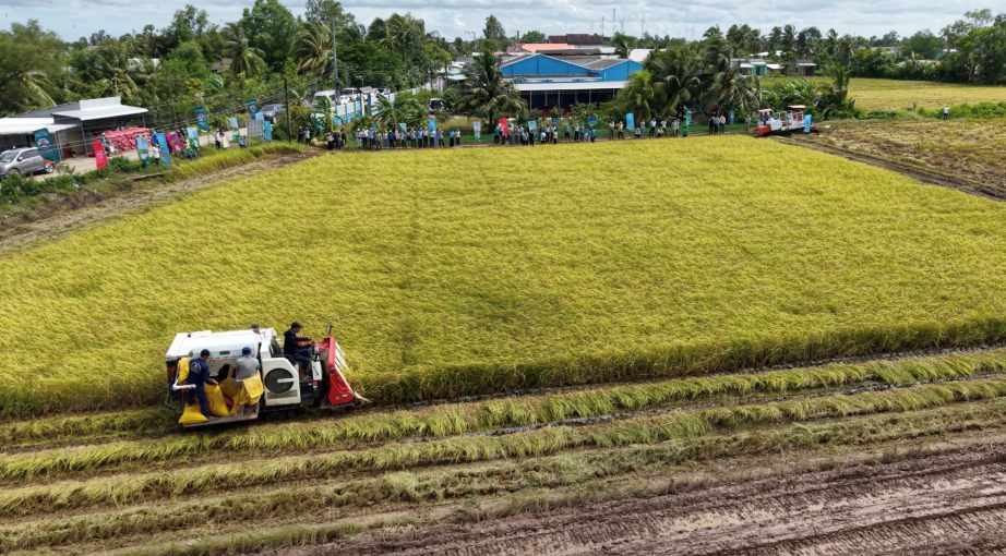 The Ministry of Agriculture and Environment said that households and individuals currently using agricultural land, if they are eligible for land compensation, will be supported to stabilize their lives. Photo: Phuong Anh