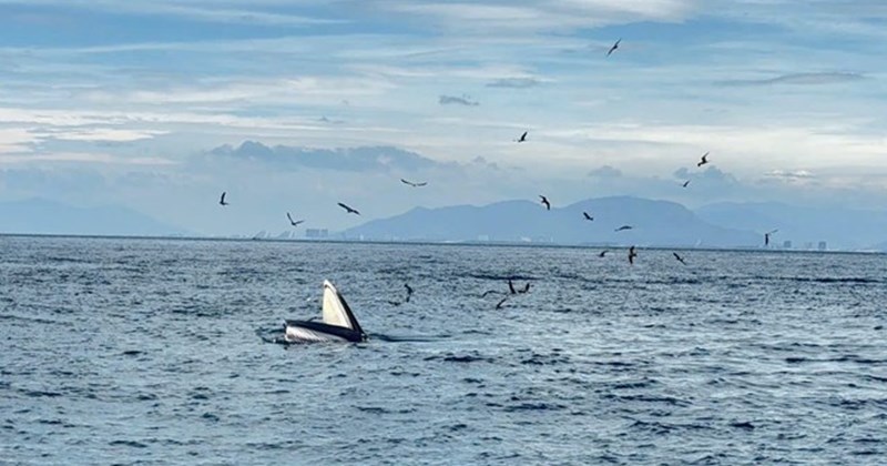 Rùa biển, cá heo, cá voi liên tiếp xuất hiện ở vịnh Nha Trang