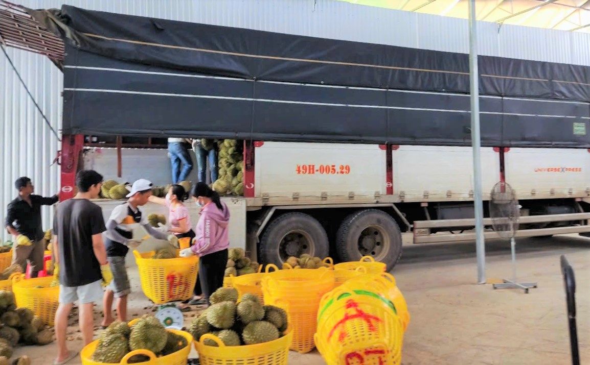 Sầu riêng niên vụ năm 2026 đang bước vào thu hoạch tại khu vực Đạ Huoai. Ảnh: Phúc Khánh
