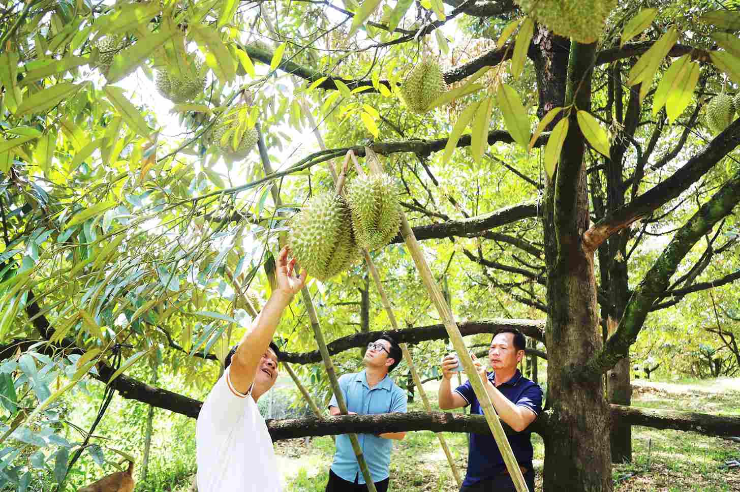 Lâm Đồng hiện là địa phương có diện tích sầu riêng lớn nhất cả nước. Ảnh: Phúc Khánh
