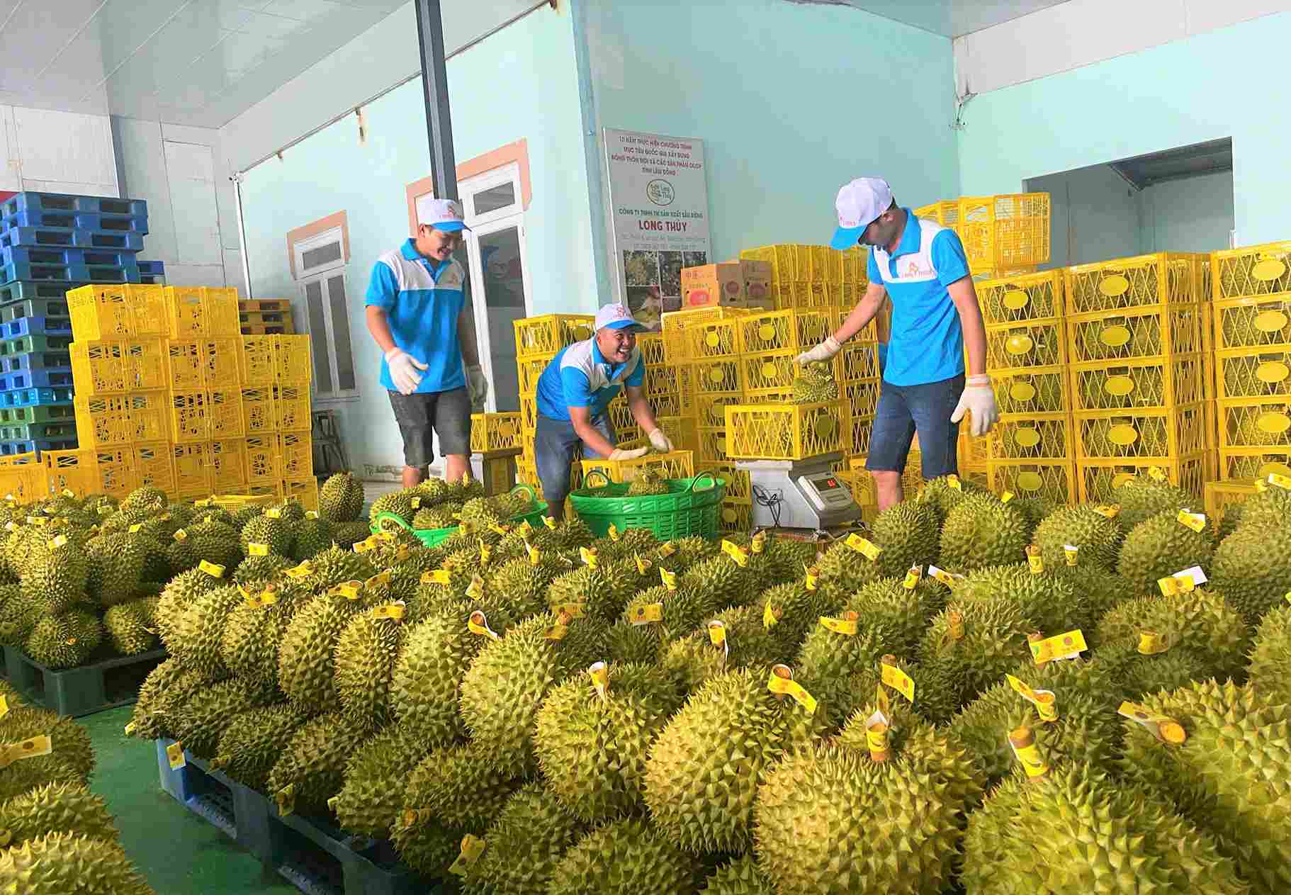 Lam Dong strengthens management of planting area codes to ensure sustainable durian exports. Photo: Phuc Khanh