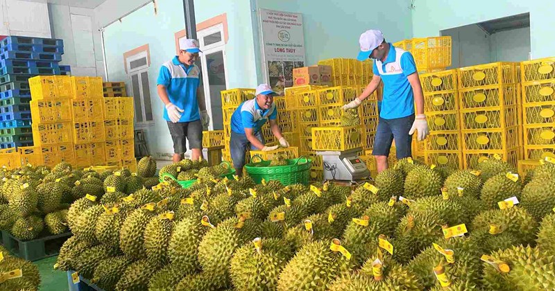 Lâm Đồng tìm giải pháp khắc phục tình trạng "mượn mã, bán mã" sầu riêng