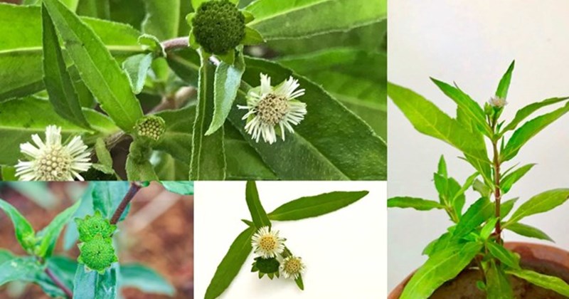Dùng thảo dược hỗ trợ điều trị tóc bạc, kích thích mọc tóc